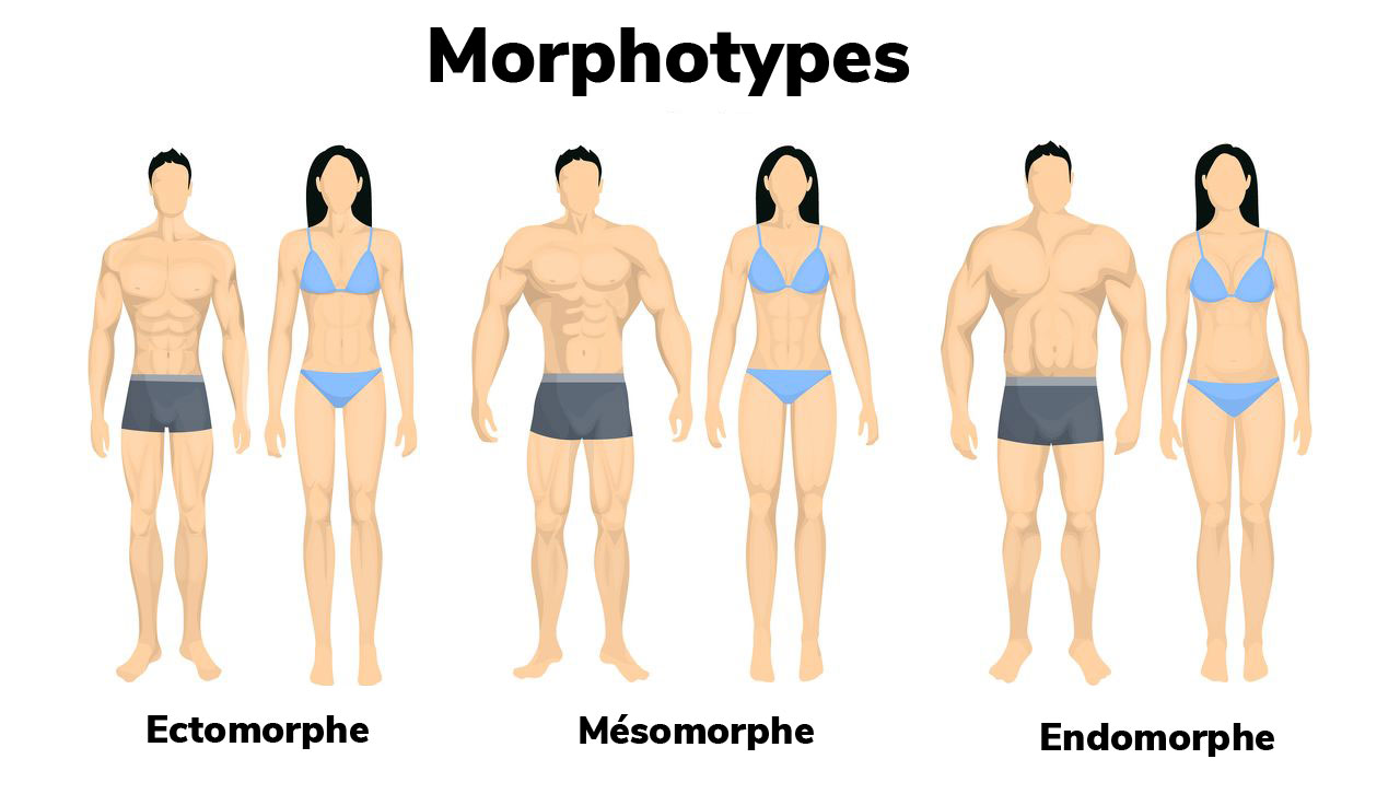 Morphotype-ectomorphe-mesomorphe-endomorphe